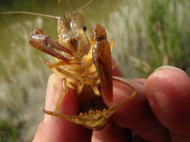 Procambarus clarkii I presume